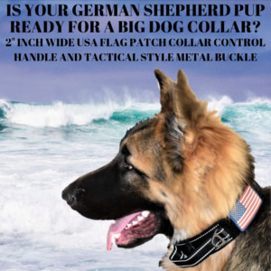 tactical martingale dog collar